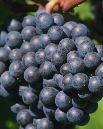 Dave’s Flaves – Premium Concord Grape (Water-Soluble)