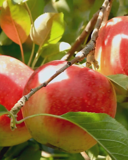 Dave’s Flaves – Premium Apple (Oil-Soluble, MCT)