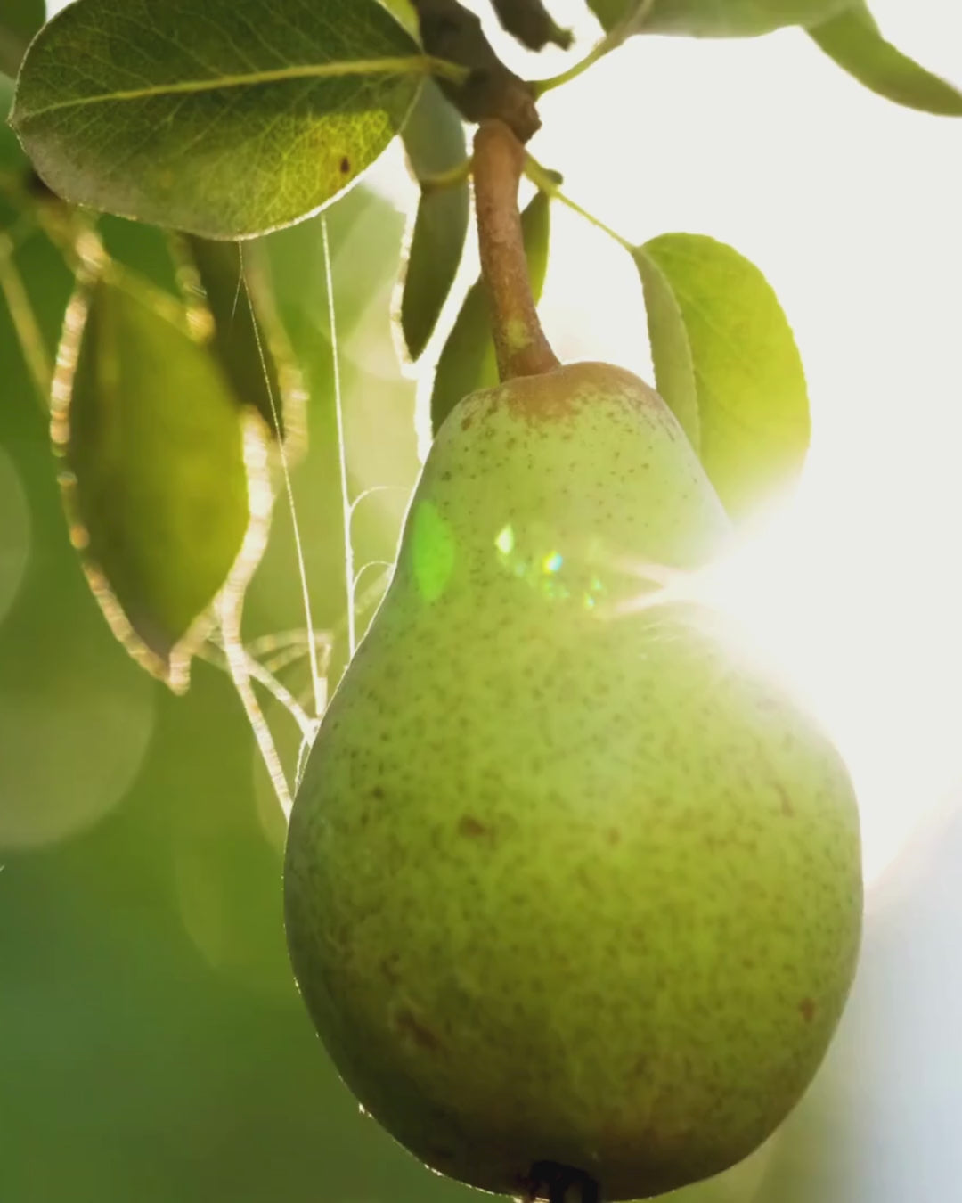 Dave’s Flaves – Premium Pear (Water-Soluble)