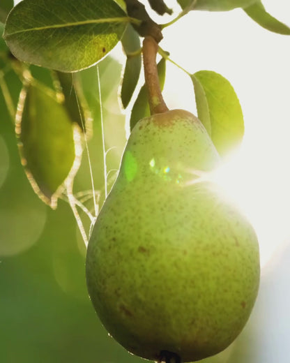 Oil Soluble Pear Flavouring | Premium, 2-Fold & Pro Potencies