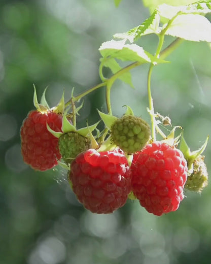 Oil Soluble Raspberry Flavouring | Premium, 2-Fold & Pro Potencies
